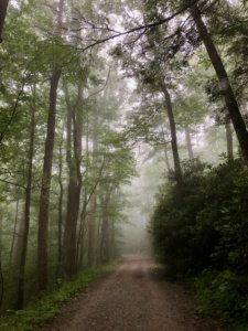 fog on moses cone trails