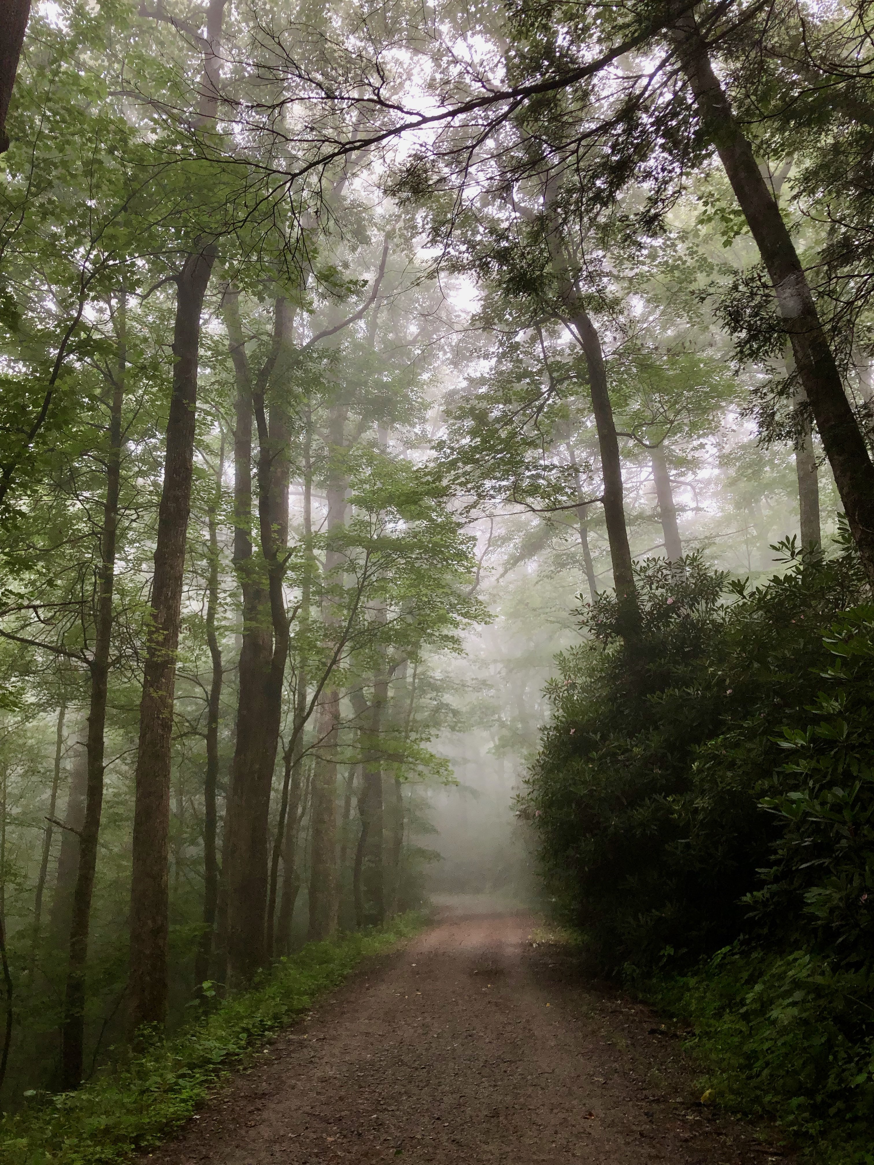 Blowing Rock, North Carolina fog on moses cone trails